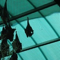 Zoo 106.jpg