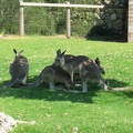 Zoo 108.jpg