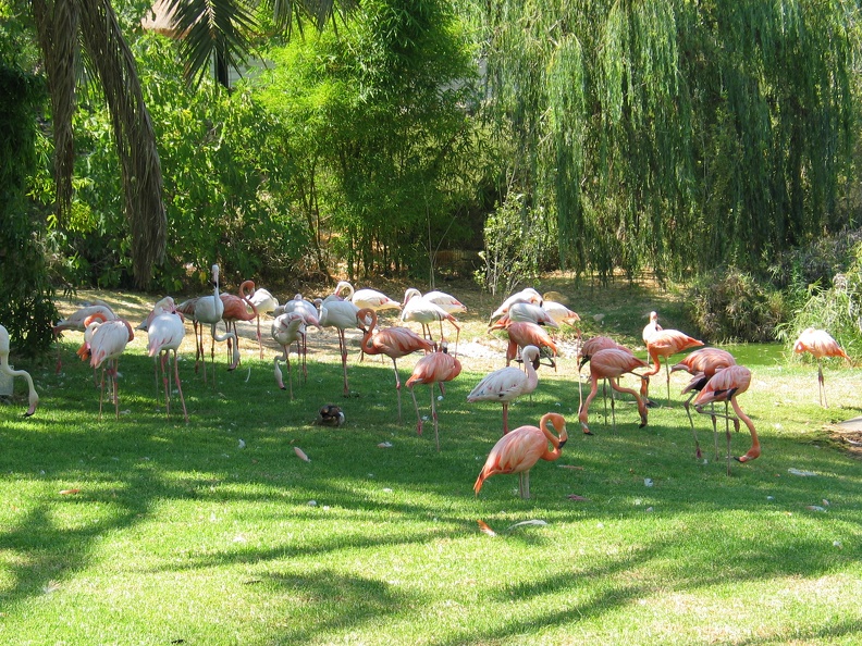 Zoo 109.jpg