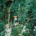 F1020032