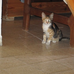 Rita's Kitten