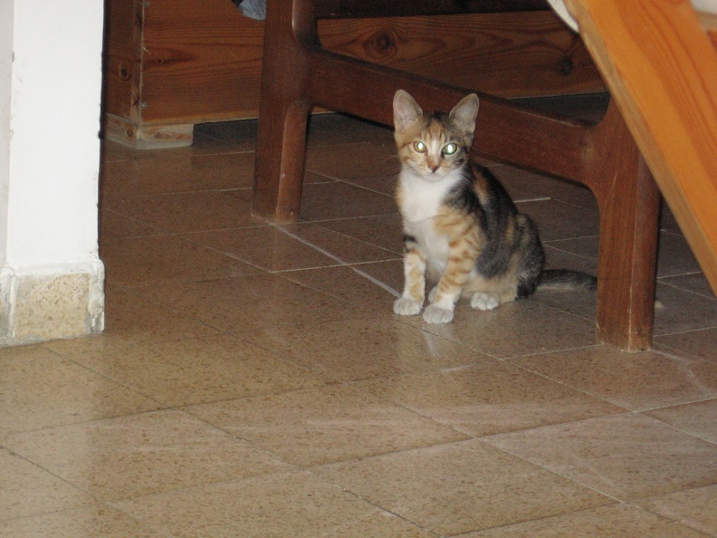 Kitten 001