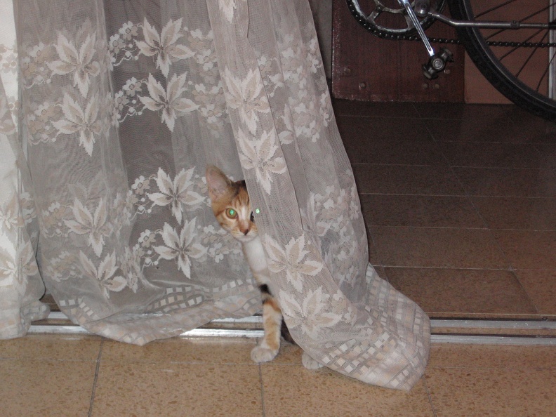 Kitten 002