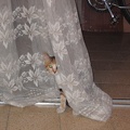 Kitten 002
