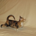 Kitten 010
