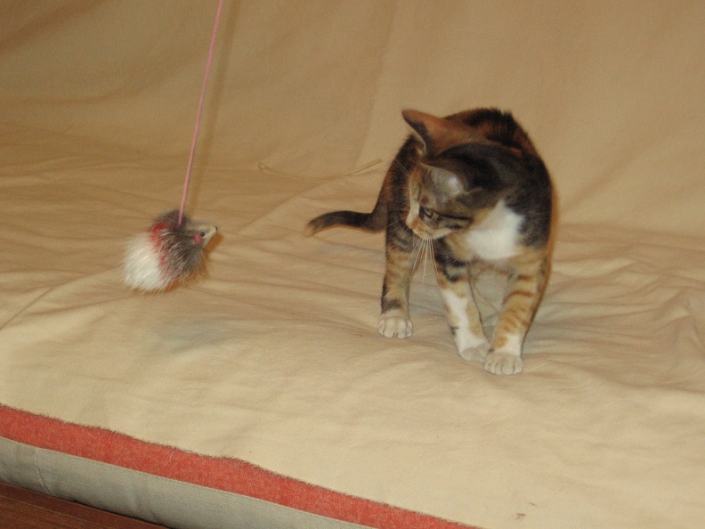 Kitten 012