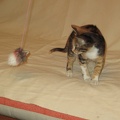 Kitten 012
