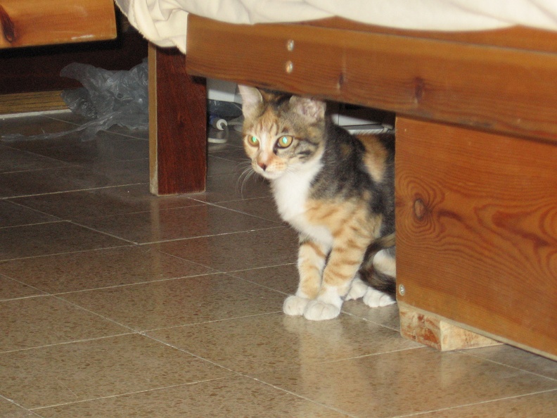 Kitten 021
