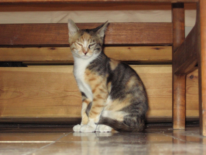 Kitten 023