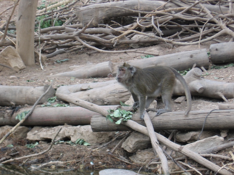 Monkeys 008