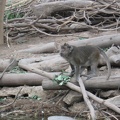 Monkeys 008