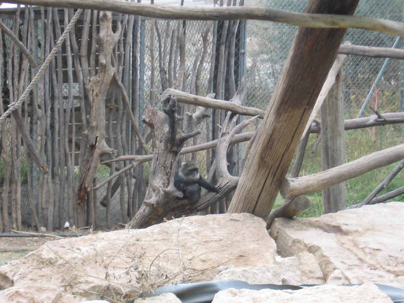 Monkeys 006