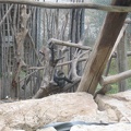 Monkeys 006