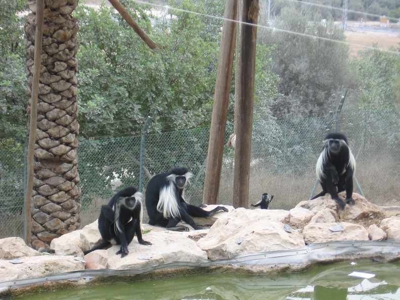 Monkeys 012
