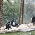 Monkeys 012