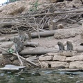 Monkeys 011