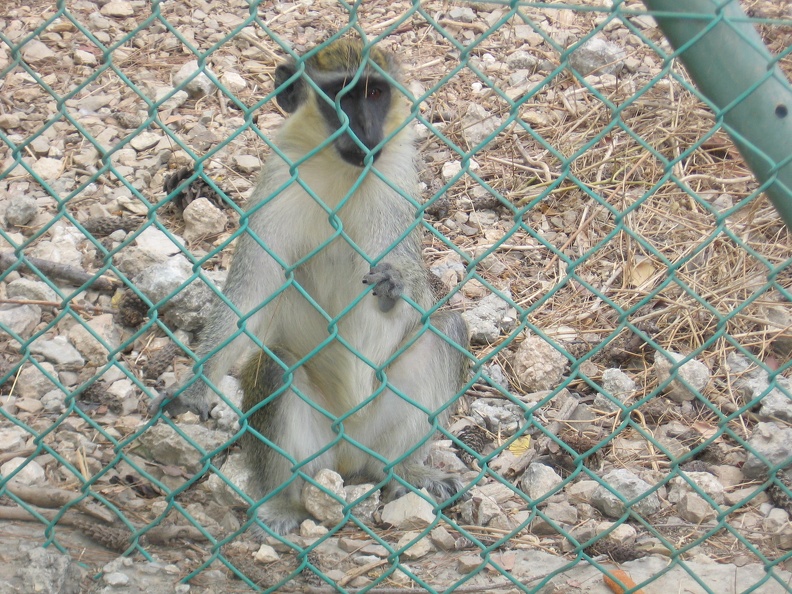 Monkeys 015