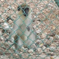 Monkeys 015