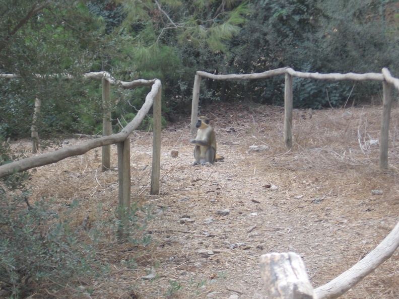 Monkeys 018