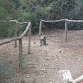 Monkeys 018