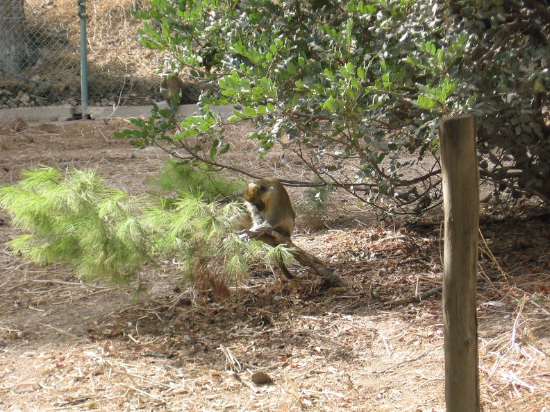 Monkeys 017