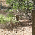 Monkeys 017