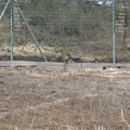 Monkeys 021