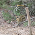 Monkeys 020