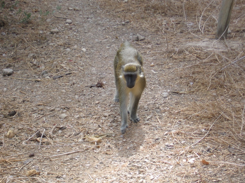 Monkeys 019
