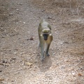 Monkeys 019