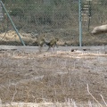 Monkeys 024