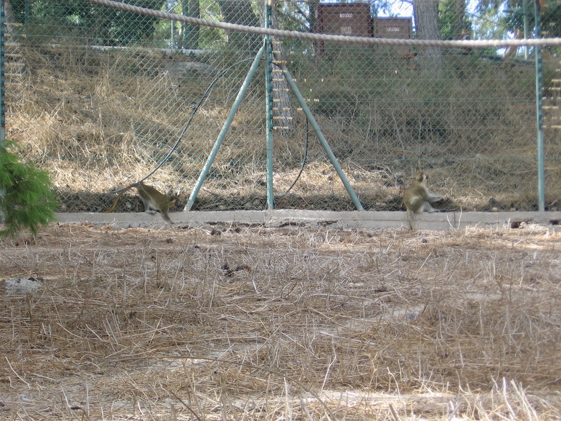 Monkeys 022