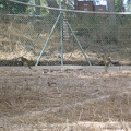 Monkeys 022