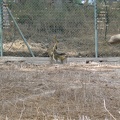 Monkeys 023