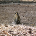 Monkeys 025