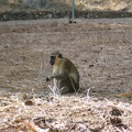Monkeys 026