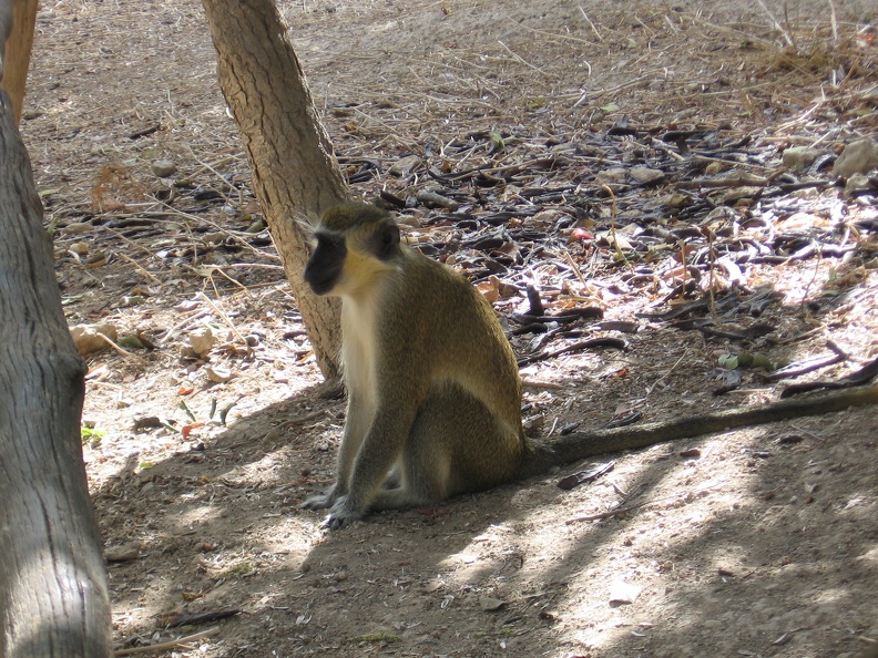 Monkeys 028