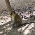 Monkeys 028
