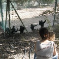 Monkeys 031