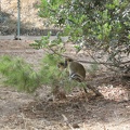 Monkeys 027