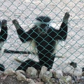 Monkeys 034