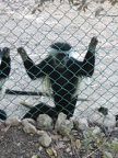 Monkeys 034