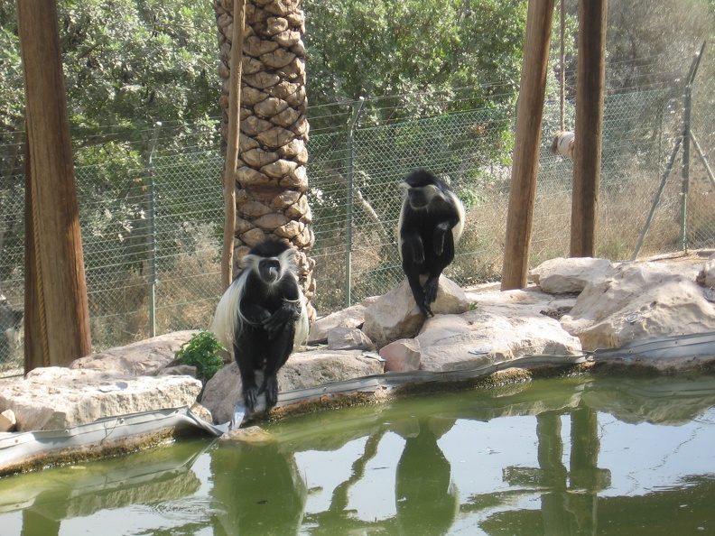 Monkeys 035