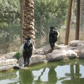 Monkeys 035