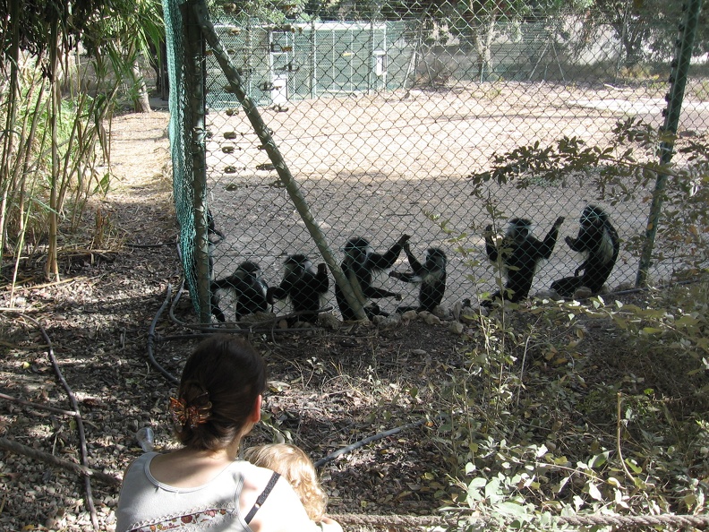 Monkeys 032