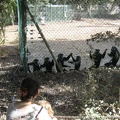Monkeys 032