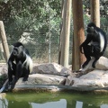 Monkeys 036