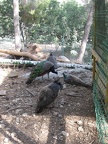 Monkeys 045
