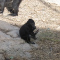Monkeys 059
