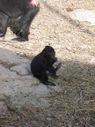 Monkeys 059